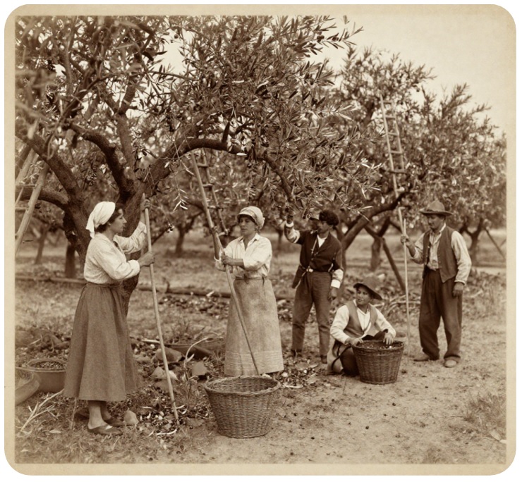 La raccolta delle olive